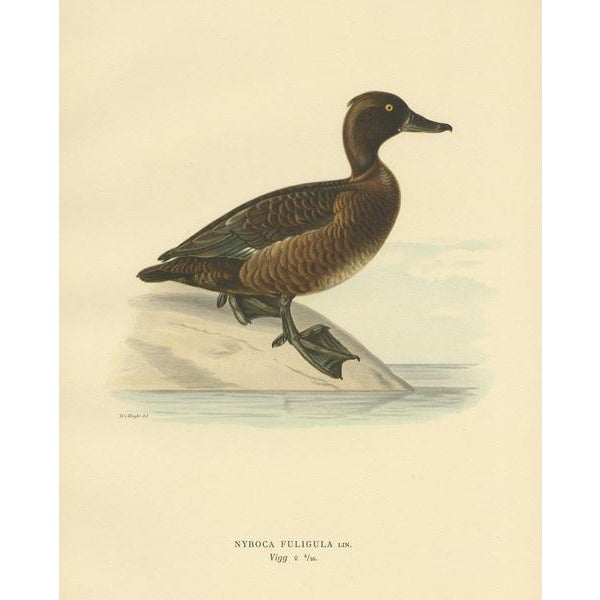 Von Wright, Female Tufted Duck, 1929, Paper For Sale - Image 3 of 10