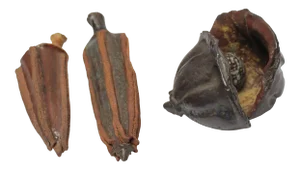 Trio of Studio Ceramic Nature Specimens
