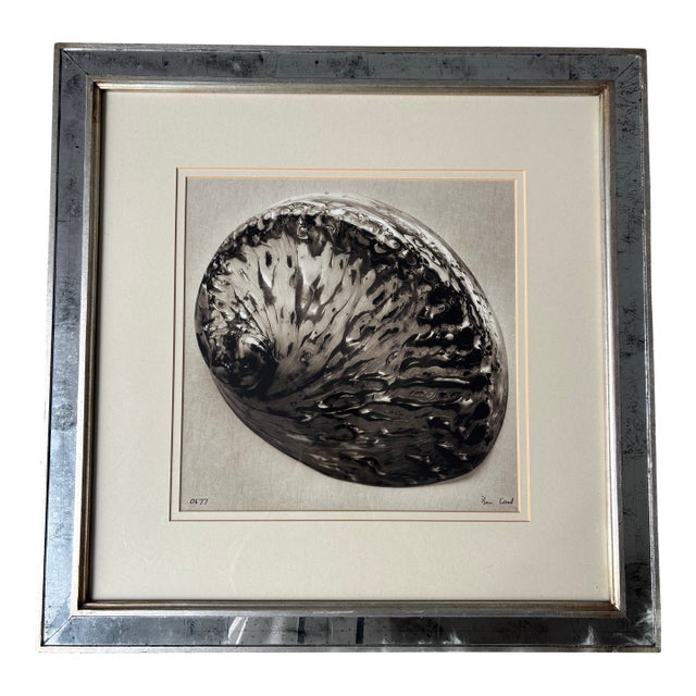 Trowbridge Gallery Ben Wood Signed Limited Edition Shell Giclée Print - Framed – Coa Included For Sale