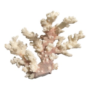5” Natural Sony Coral Specimen From the Scleractinia Order