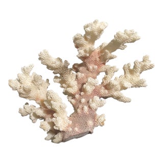 5” Natural Stony Coral Specimen From the Scleractinia Order For Sale