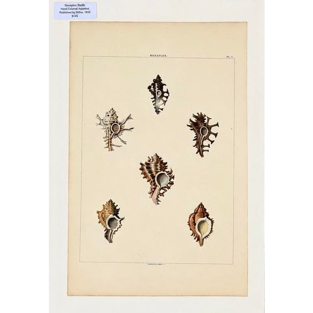Traditional Murex & Cowrie Shell, Original Pair of Shell Engravings, 1810 For Sale - Image 3 of 3