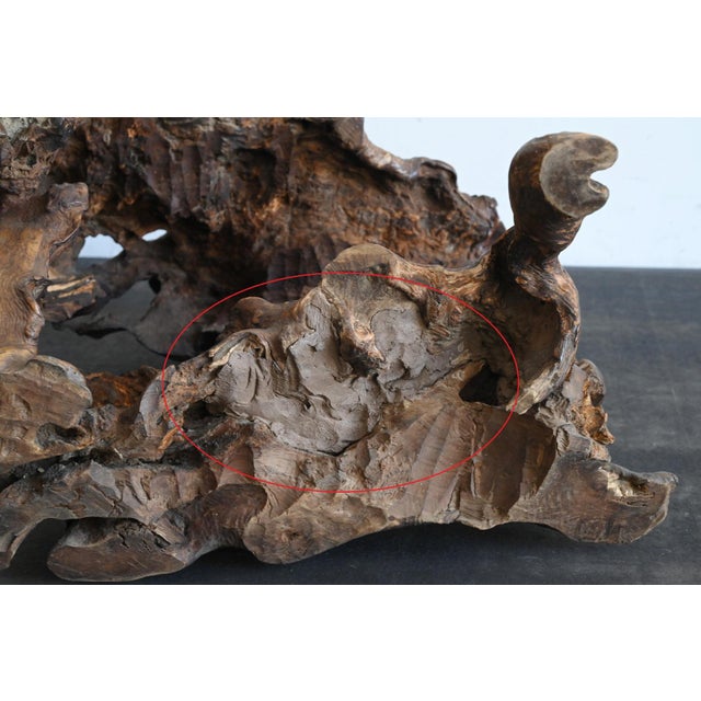 Antique Japanese Burl Wood Display Stand / Meiji-Showa / Organic One-of-a-Kind For Sale - Image 17 of 18