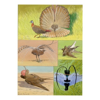 William Neave Parker, Bird Courtship Illustration, 1950s, Gouache Drawing For Sale