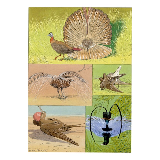 William Neave Parker, Bird Courtship Illustration, 1950s, Gouache Drawing For Sale