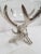 Serving Bowl on Nickel Deer Antler Stand For Sale In Dallas - Image 6 of 12