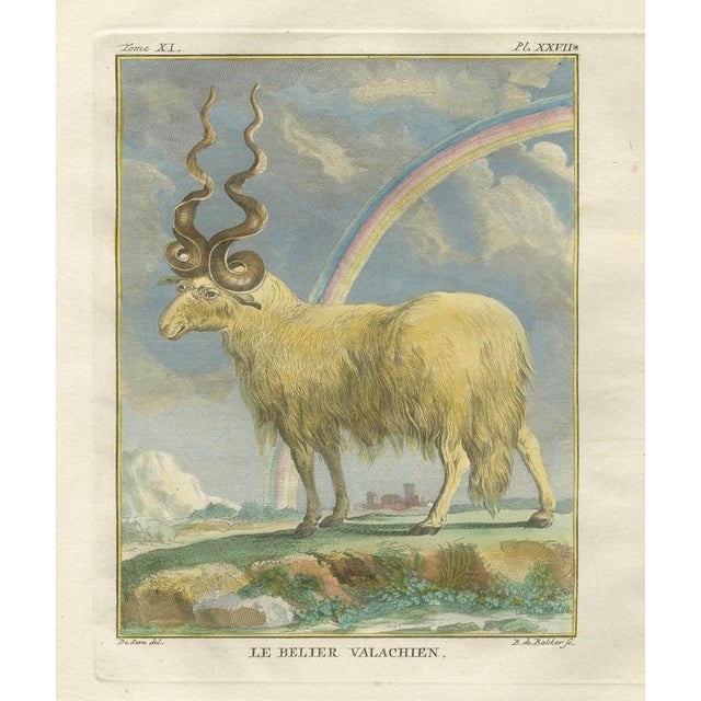 After Jacques de Sève, Valachian Sheep & Ram, 1769, Prints, Set of 2 For Sale - Image 4 of 9