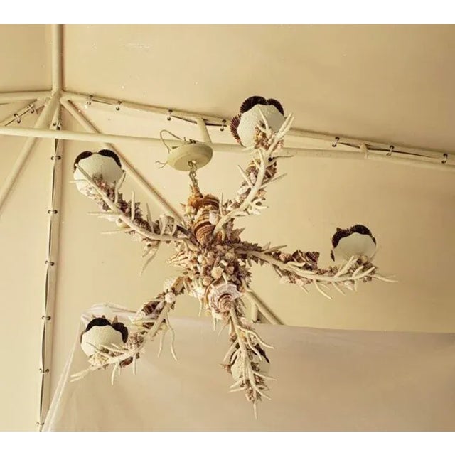 Nautical Natural Sea Shell Chandelier For Sale - Image 4 of 9