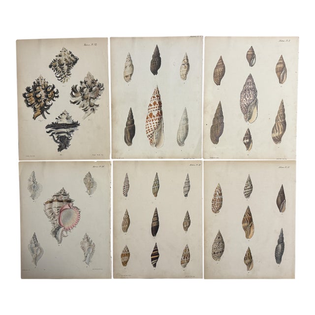 Hand-Colored Antique George Sowerby Engraved Plates Ft. Seashells - Set of 6 For Sale