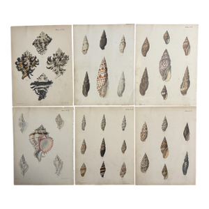Hand-Colored Antique George Sowerby Engraved Plates Ft. Seashells - Set of 6