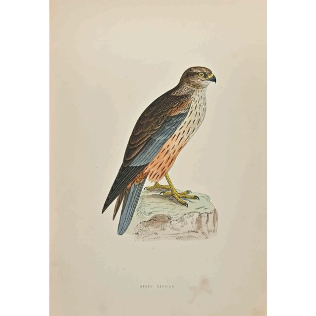 Marsh Harrier is a modern artwork realized in 1870 by the British artist Alexander Francis Lydon (1836-1917) . Woodcut...