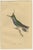 Jardine, Hummingbird Bird Prints, Handcolored Fiery-Tailed Hummingbirds, 1837, Paper For Sale - Image 10 of 12
