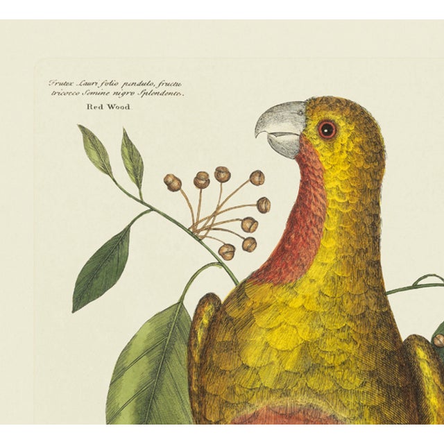 This is a special-edition print of the Red Curlew (Plate 10) from Volume I of The Natural History of Carolina, Florida,...
