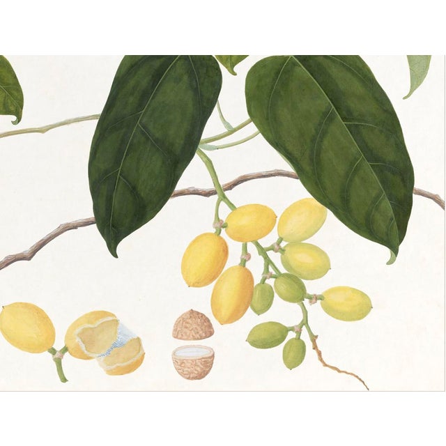 Tropical botanical illustrations, beautifully reproduced as giclée prints using archival inks on imported English cotton...