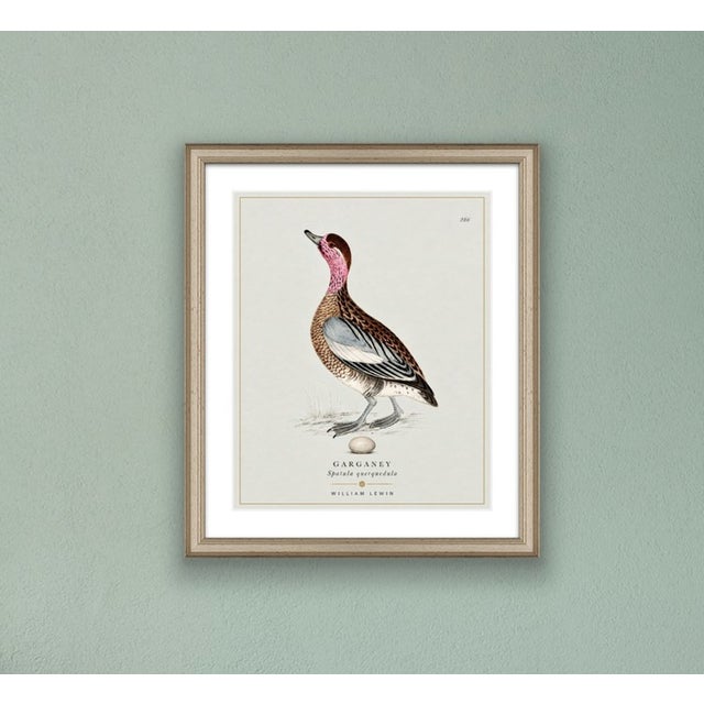 Robin's Egg Blue William Lewin 1789 Waterbirds Fine Art Gallery Board Print - The Garganey For Sale - Image 8 of 13