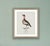 Robin's Egg Blue William Lewin 1789 Waterbirds Fine Art Gallery Board Print - The Garganey For Sale - Image 8 of 13