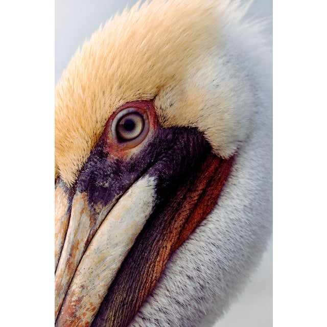 Contemporary Pelican Portrait Close-Up, Coastal Wildlife Art Print, 24″ × 36″ For Sale - Image 3 of 8