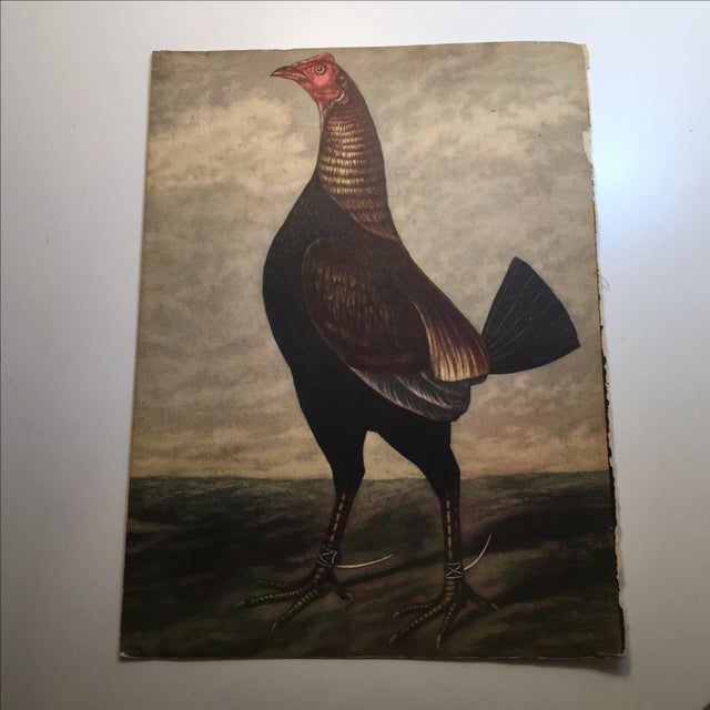 Wonderful back cover of 1950s men's magazine, Gentry. In vintage used condition. Wonderful illustration of a fighting cock...