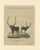 Bertuch, African Sanga Longhorn Cattle, 1810, Engraving For Sale - Image 3 of 9