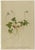 After Anton Hartinger, Alpine Speedwell and Wulfenia Botanical Plates, 1897, Prints, Set of 8 For Sale - Image 9 of 12