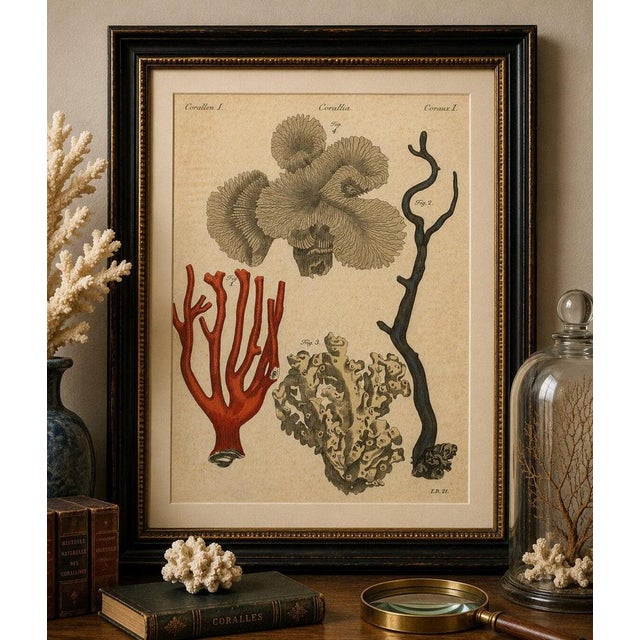 Original antique print of four corals by bertuch, c. 1790 original antique hand-colored copper engraving depicting four...