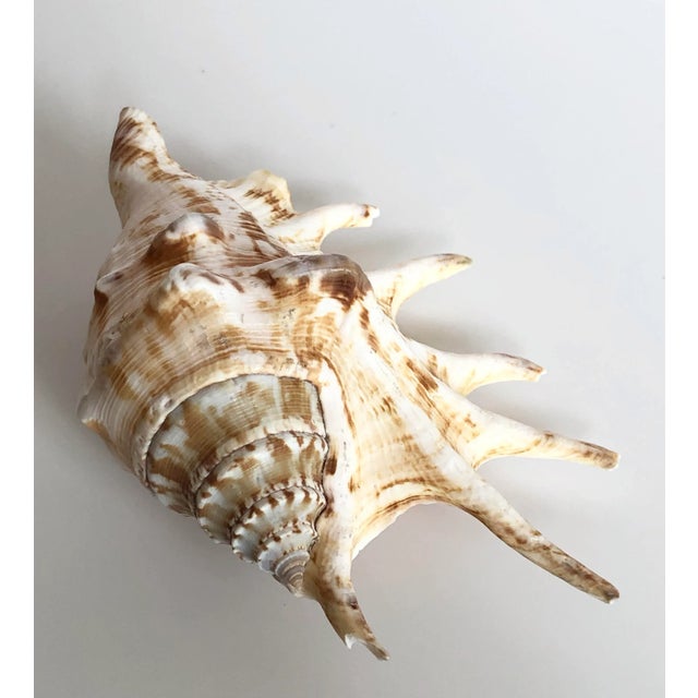 Shell Collection of Three Seashells For Sale - Image 7 of 9