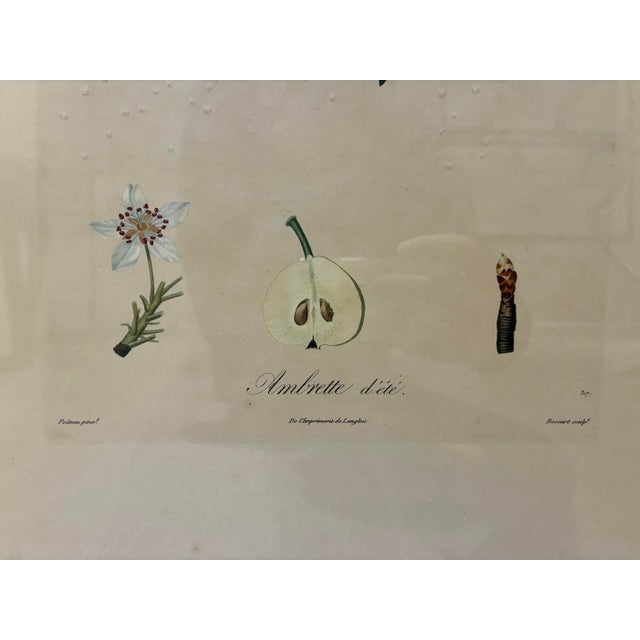 French Vintage French Ambrette D’Été Botanical Pear Print in Distressed Black & Gold Frame For Sale - Image 3 of 5