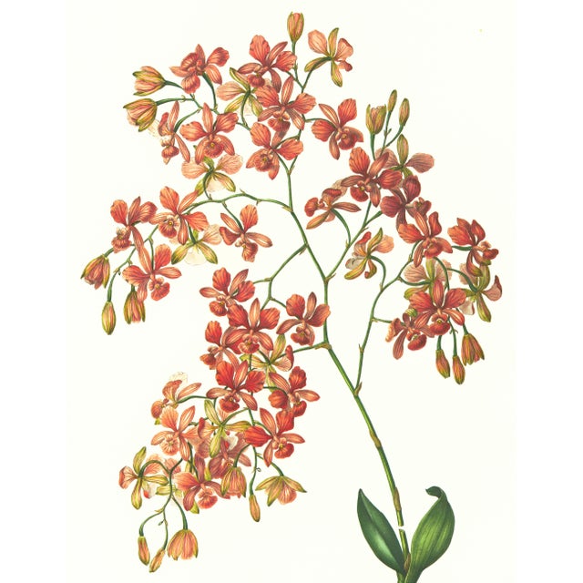 Limited edition reproduction print of one of the most famous botanical works ever produced, "The Orchidaceae of Mexico and...
