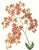 Limited edition reproduction print of one of the most famous botanical works ever produced, "The Orchidaceae of Mexico and...