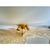 Venetian Amber Leaves Graniglia Murano Glass Flush Mount by Simoeng for Simoeng For Sale - Image 8 of 9