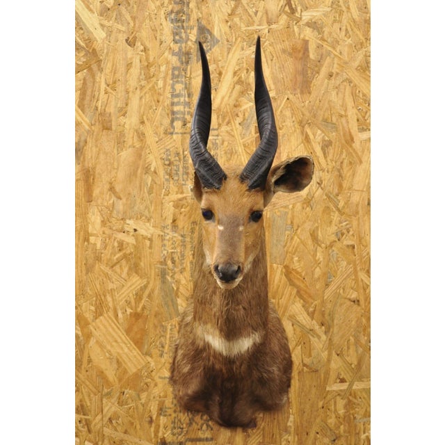 Vintage African Cape Bushbuck Taxidermy Shoulder Mount Cabin Wall Decor For Sale - Image 11 of 12