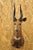 Vintage African Cape Bushbuck Taxidermy Shoulder Mount Cabin Wall Decor For Sale - Image 11 of 12