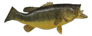 Vintage Largemouth Bass "1970 Champion" Dawson Girdwood Taxidermy in Glass Case
