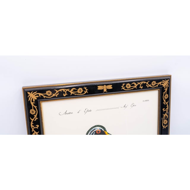 Pair of Native Duck Engraving Prints Saverio Manetti For Sale - Image 10 of 17