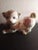 Antique White 1987 Franklin Mint the Imperial Puppy of Satsuma Figurine For Sale - Image 8 of 8