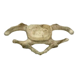 Antique Whale Vertebrae For Sale