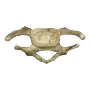 Antique Whale Vertebrae