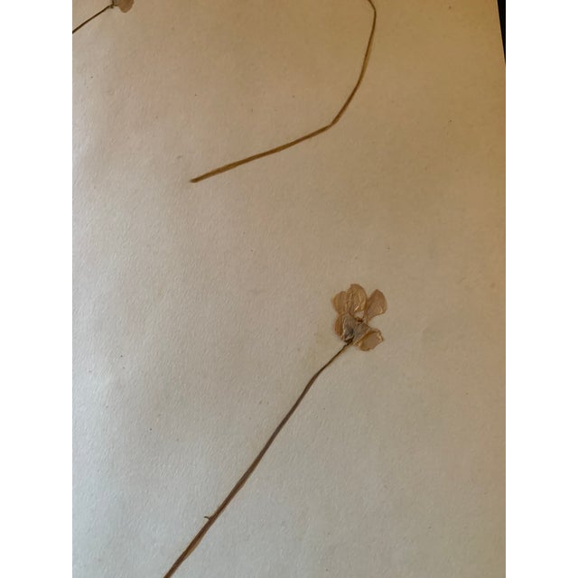Authentic Vintage Flower Specimen 1917 #2 For Sale - Image 4 of 6