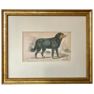 Antique Dog Print of a Newfoundland by Sir William Jardine London 1854 For Sale