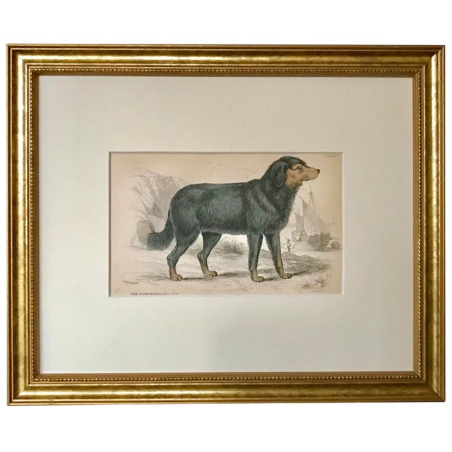 Antique Dog Print of a Newfoundland by Sir William Jardine London 1854 For Sale
