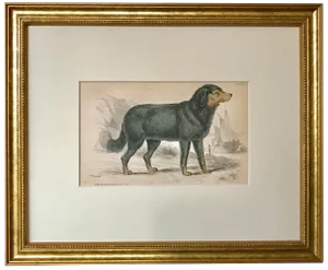 Antique Dog Print of a Newfoundland by Sir William Jardine London 1854