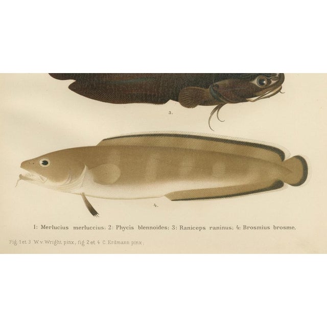 This remarkable 19th-century lithograph from *Skandinaviens Fiskar* showcases four intriguing fish species from...