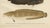 This remarkable 19th-century lithograph from *Skandinaviens Fiskar* showcases four intriguing fish species from...