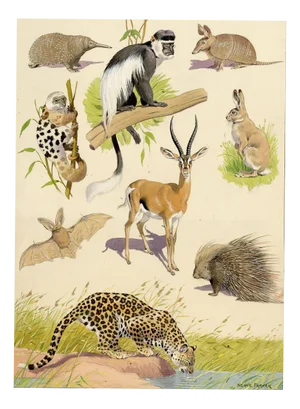 William Neave Parker, Taxonomic Orders of Mammals, 1890s, Gouache Painting