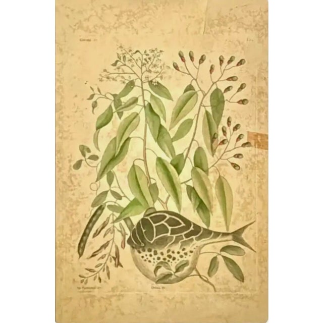 18th Century 18th Century Framed "Globe Fish" by Mark Catesby For Sale - Image 5 of 8