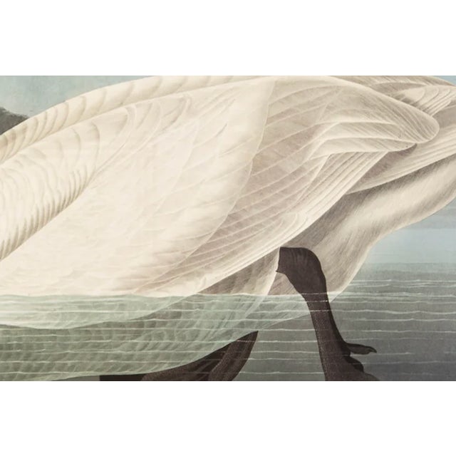 1980s 1980s The Abbeville Press Edition of the Common American Swan (Plate 411) From the Birds of America by John James Audubon For Sale - Image 5 of 6