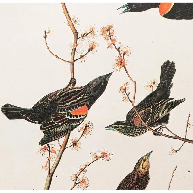 John James Audubon 1966 Vintage Farmhouse Cottage Print "Red-Winged Starling" After John James Audubon For Sale - Image 4 of 10