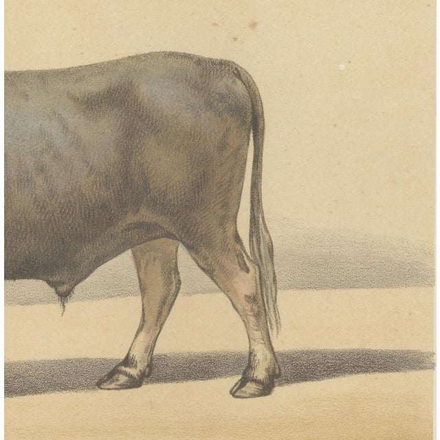 Olivier De Penne, Algerian Ox, North African Cattle, 1863, Chromolithograph For Sale - Image 6 of 9