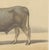 Olivier De Penne, Algerian Ox, North African Cattle, 1863, Chromolithograph For Sale - Image 6 of 9