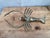 Brass Lobster Figurine For Sale - Image 14 of 14